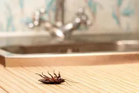 چند روش خانگی برای از بین بردن سوسک در خانه