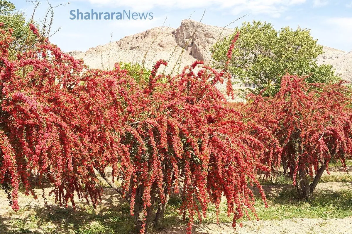 دانستنی‌های نوجوان | افین، پایتخت زرشک بی‌دانه‌ی دنیا