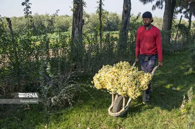 ایران زیباست | برداشت نرگس در گلستان