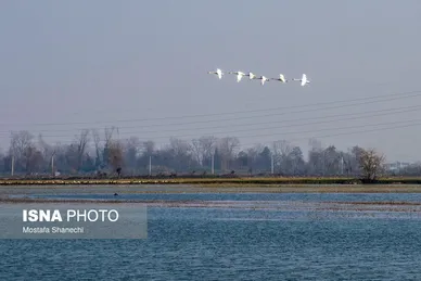 ایران زیباست | جای خالی قوهای مهاجر در تالاب سرخ‌رود
