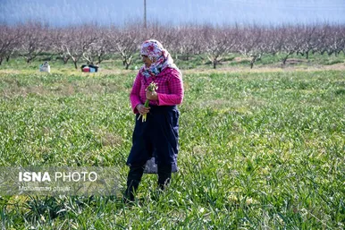 ایران زیباست | باغ گل نرگس آزادشهر - گلستان