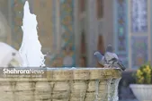جنون یک مرغ مهاجر