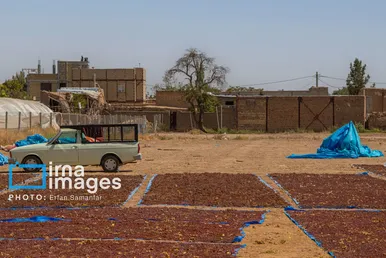 گزارش تصویری | برداشت انگور در شهر تاکستان قزوین