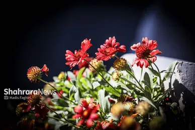 گزارش تصویری | پاییز بهاری مشهد