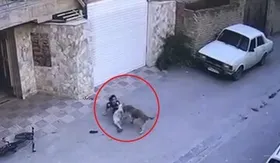 مرگ دختربچه نکایی پس از حمله دلخراش سگ ولگرد