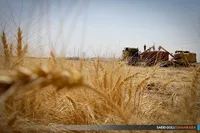 ۱۵۰ هزار میلیارد تومان از مطالبات گندمکاران پرداخت شد