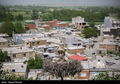 ایران زیباست | همزیستی لک‌لک‌ها و انسان در روستای دره‌تفی - مریوان