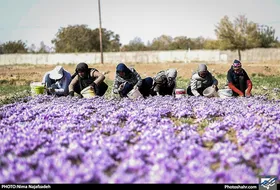 تا پایان اردیبهشت، مطالبات زعفران&zwnj;کاران خراسان رضوی پرداخت می&zwnj;شود