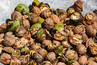برداشت گردو در اطراف شهر درگز