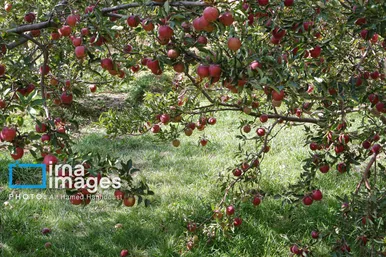گزارش تصویری | دوازدهمین جشنواره سیب مراغه