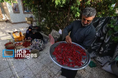 برکت خاک ایران | برداشت چای قرمز در روستای علوه