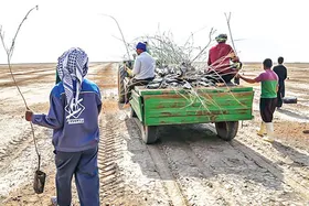 گذر از مشکل کم&zwnj;آبی با کمک دانش&zwnj;بنیان&zwnj;ها
