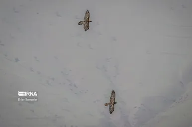 در خطر انقراض