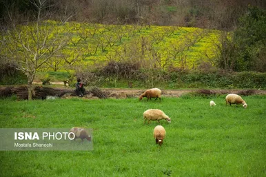 ایران زیباست | طبیعت بهاری روستاهای اطراف ساری