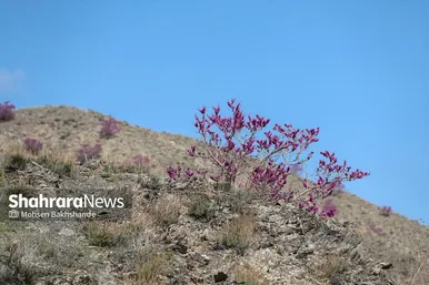 ایران زیباست | «ارغوان» پنجه‌ی خونین زمین
