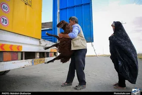 نظارت ۲۲۴ تیم دامپزشکی خراسان&zwnj;رضوی بر ذبح دام در دهه پایانی صفر ۱۴۰۳