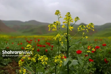 طبیعت زیبای ترکمن صحرا