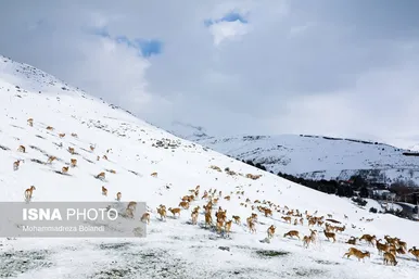 ایران زیباست | سفر قوچ‌ها و میش‌ها در میان رشته کوههای البرز