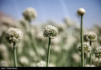 مزرعه پیاز بذری - کرمانشاه
