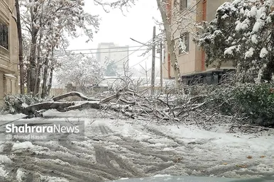 گزارش تصویری | شکستگی درختان در مشهد بر اثر بارش برف