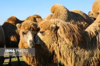 مزرعه شتر دوکوهانه در استان اردبیل