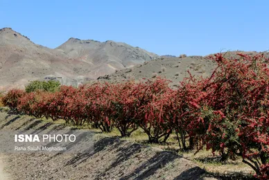 برداشت «زرشک» در روستا‌های خراسان جنوبی