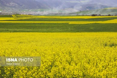 ایران زیباست | کشت کلزا در مناطق کوهستانی دودانگه - مازندران