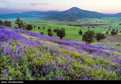 ایران زیباست | دشت گل‌های بنفش در شهرستان خرم آباد