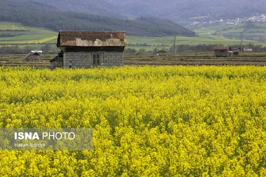 ایران زیباست | کشت کلزا در مناطق کوهستانی دودانگه - مازندران