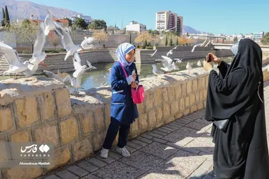 مرغان دریایی سیبری؛ میهمان زمستانی شیرازی‌ها