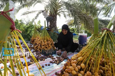 ایران زیباست | برداشت خرما از نخلستان های کارون
