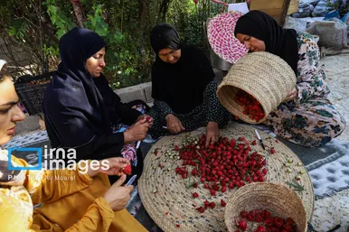 برکت خاک ایران | برداشت چای قرمز در روستای علوه