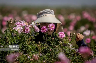 ایران زیباست | برداشت گل محمدی