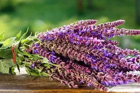کاهش علائم سندروم پیش&zwnj;ازقاعدگی با مصرف به&zwnj;اندازه یک گیاه دارویی