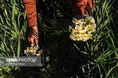 ایران زیباست | مزرعه گل نرگس - گلستان
