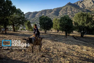 گزارش تصویری | فصل برداشت محصول عشایر بختیاری