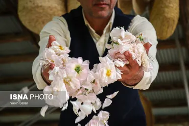 ایران زیباست | گلاب گیری در روستای گیلده گیلان
