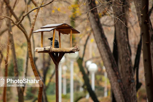 تصاویری زیبا از آشیانه پرندگان در بوستان‌های مشهد