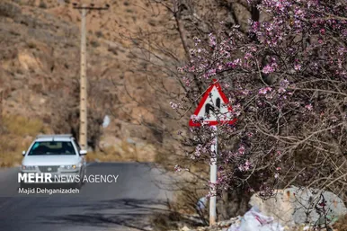 ایران زیباست | بوی بهار در زمستان کویر