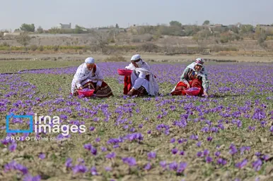ایران زیباست | برداشت زعفران از مزارع «فاروج»