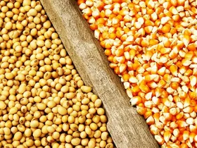 افزایش میانگین خرید روزانه نهاده در خراسان رضوی