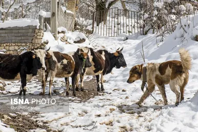 ایران زیباست | زمستان روستای ییلاقی بالا چلی