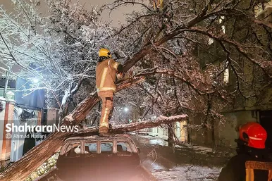 گزارش تصویری | شکستگی درختان در مشهد بر اثر بارش برف