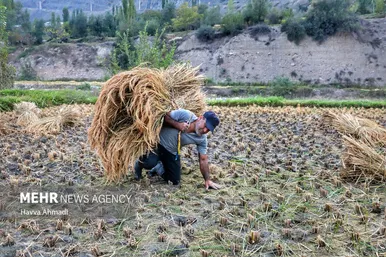 گزارش تصویری | برداشت سنتی برنج در سوادکوه