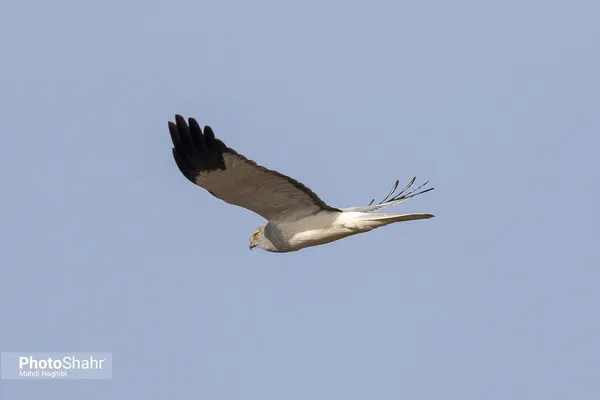 میهمانان زمستانی کشف رود