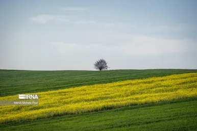 عکس‌هایی از مزارع کلزا