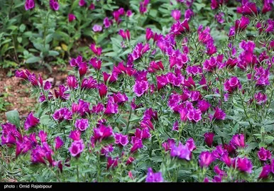 ایران زیباست | برداشت گل گاو زبان در روستای سجیران گیلان