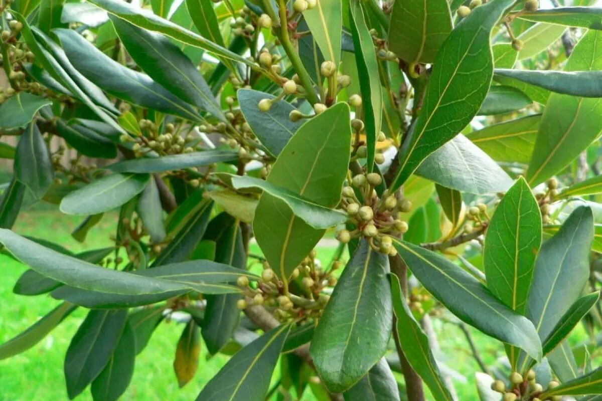 خواص باورنکردنی گیاه برگ‌بو