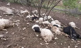 صاعقه جان دامدار و ۶۰ رأس احشام او را در ایلام گرفت (یکم اردیبهشت ۱۴۰۵)
