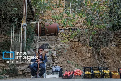 ایران زیباست | برداشت انار در «هورامان»
